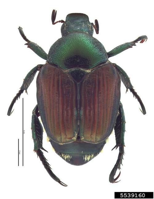 Udaf Initiates 2021 Japanese Beetle Eradication Plan Pests Weeds Postregister Com