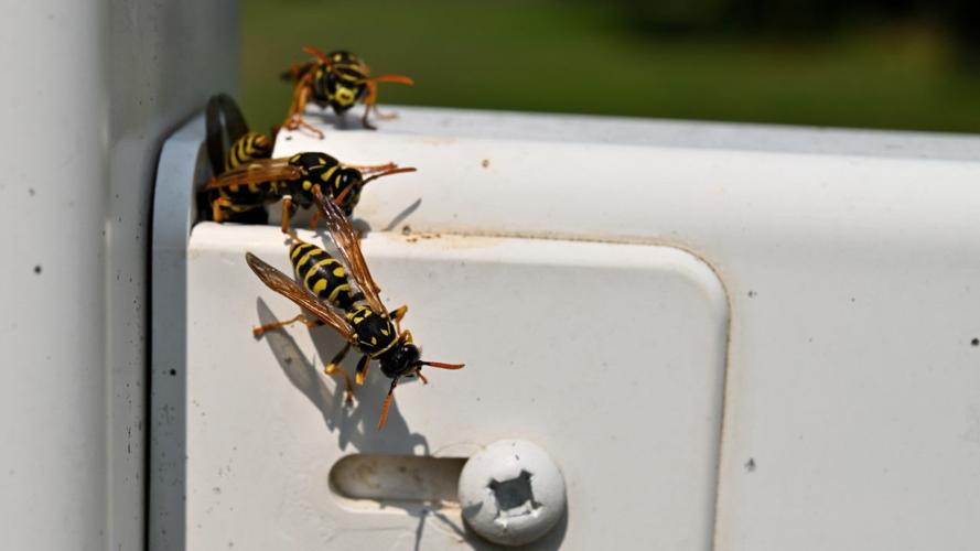 Giant wasps are emerging across Pennsylvania, but they're native