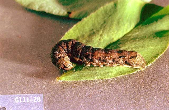 The Bug Box: Spotted Cutworm | Columnists | Postregister.com