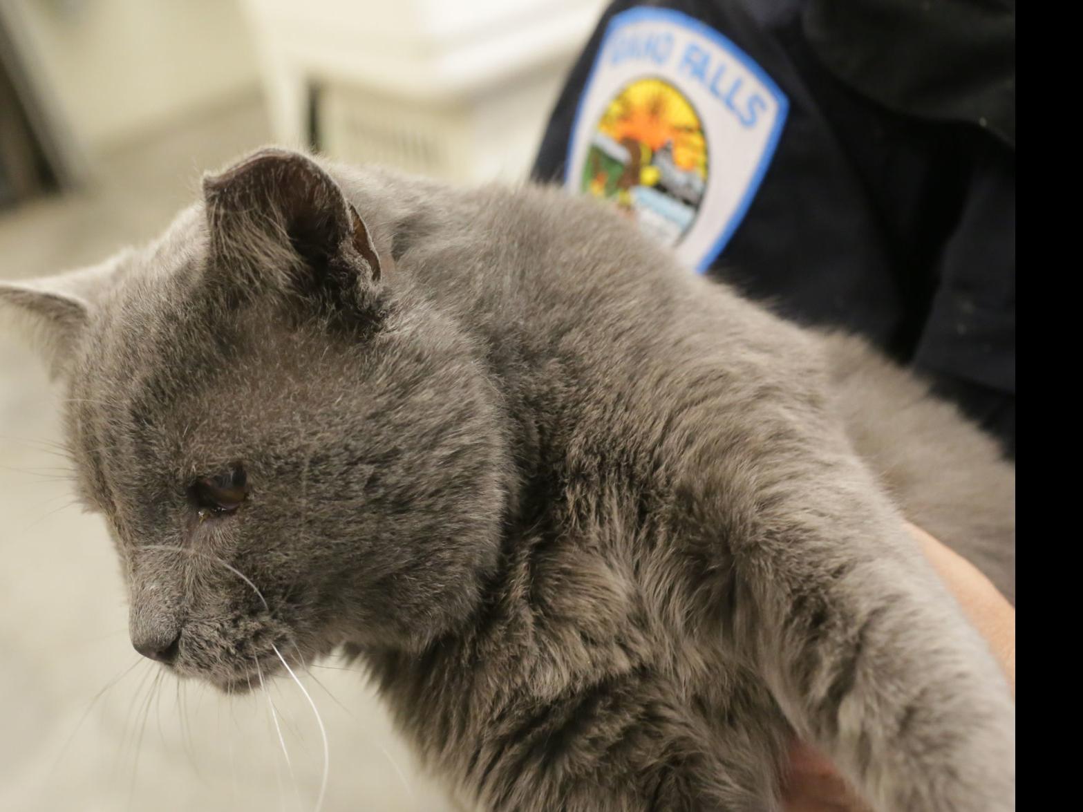 Idaho Falls Passes Changes To Animal Ordinance Requiring Cats To Be Licensed Local News Postregister Com