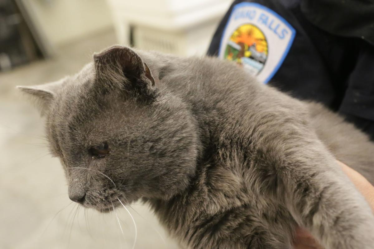 Trap, neuter, return program has reduced cat euthanasia ...