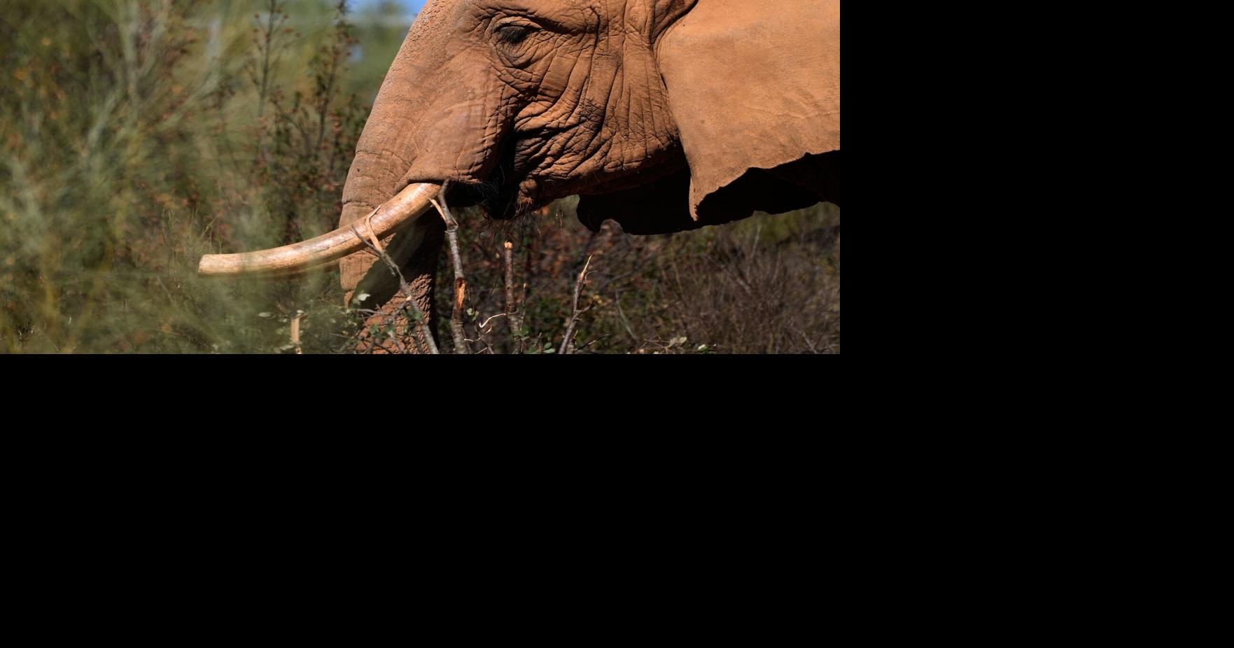 Portugal Elephant Sanctuary | World News | postregister.com