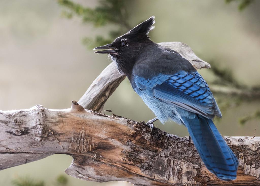 Steller's Jay Identification, All About Birds, Cornell Lab of