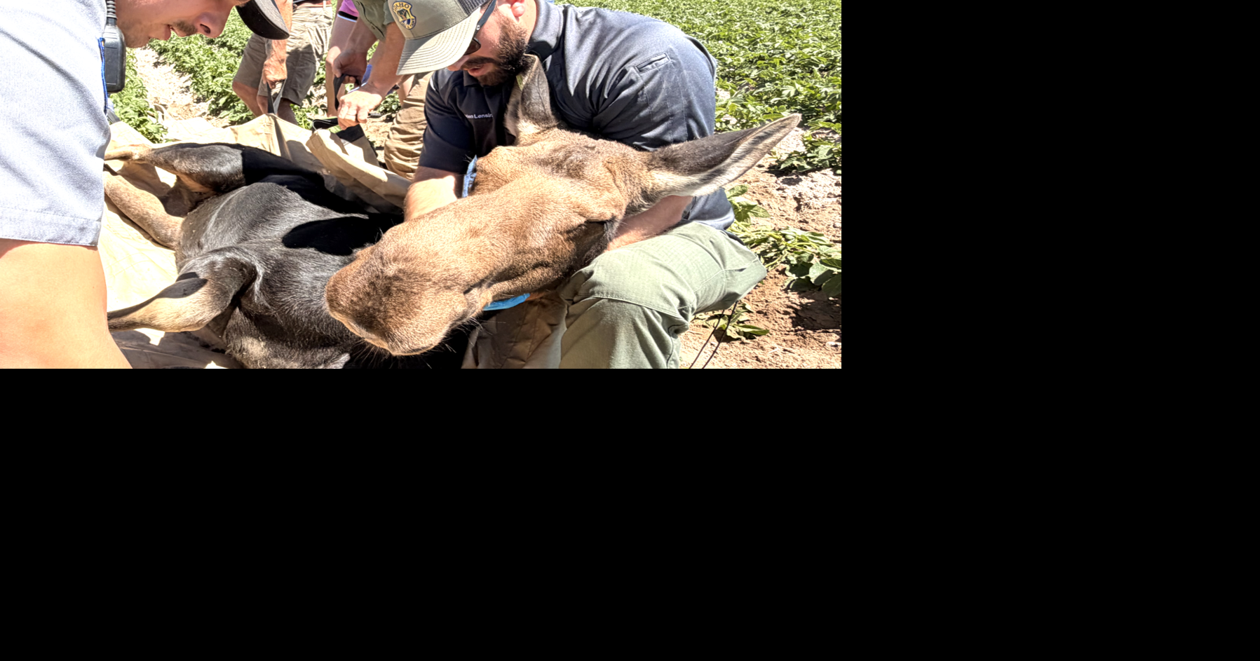 Fish and Game personnel remove moose from backyard near local freeway