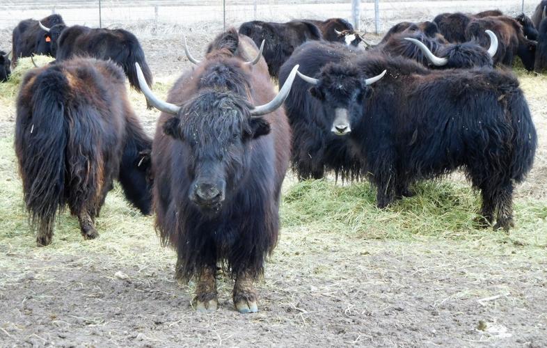Farmer diversifies into yaks | Eastern Idaho | postregister.com