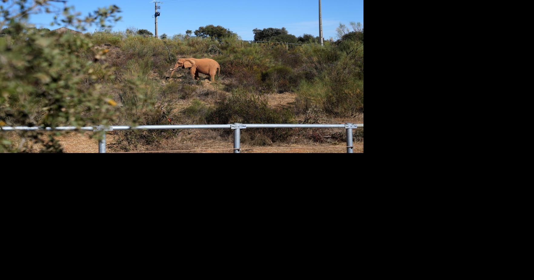 Portugal Elephant Sanctuary | World News | postregister.com