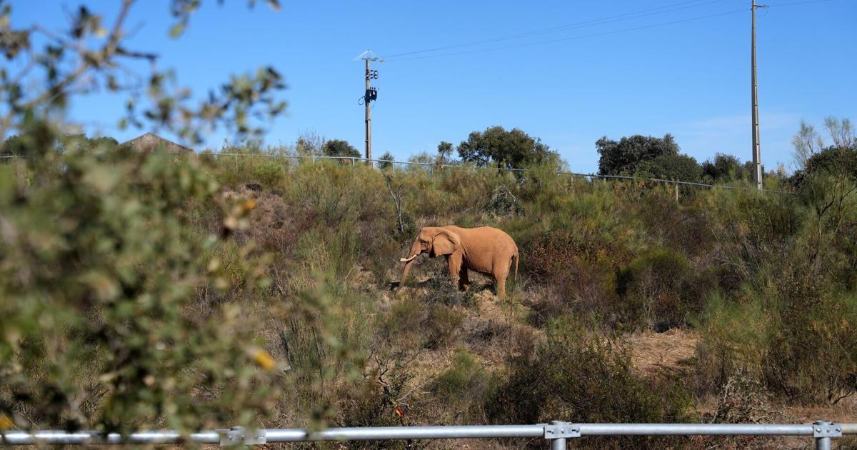 Portugal Elephant Sanctuary