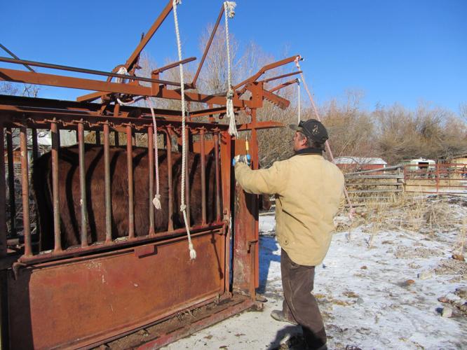 Barnyard Basics Working cattle in cold weather Columnists