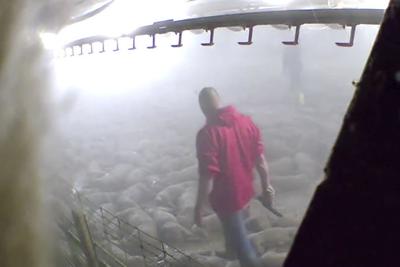 Slaughterhouses Reopen But Farmers Still Euthanizing Pigs Pigs