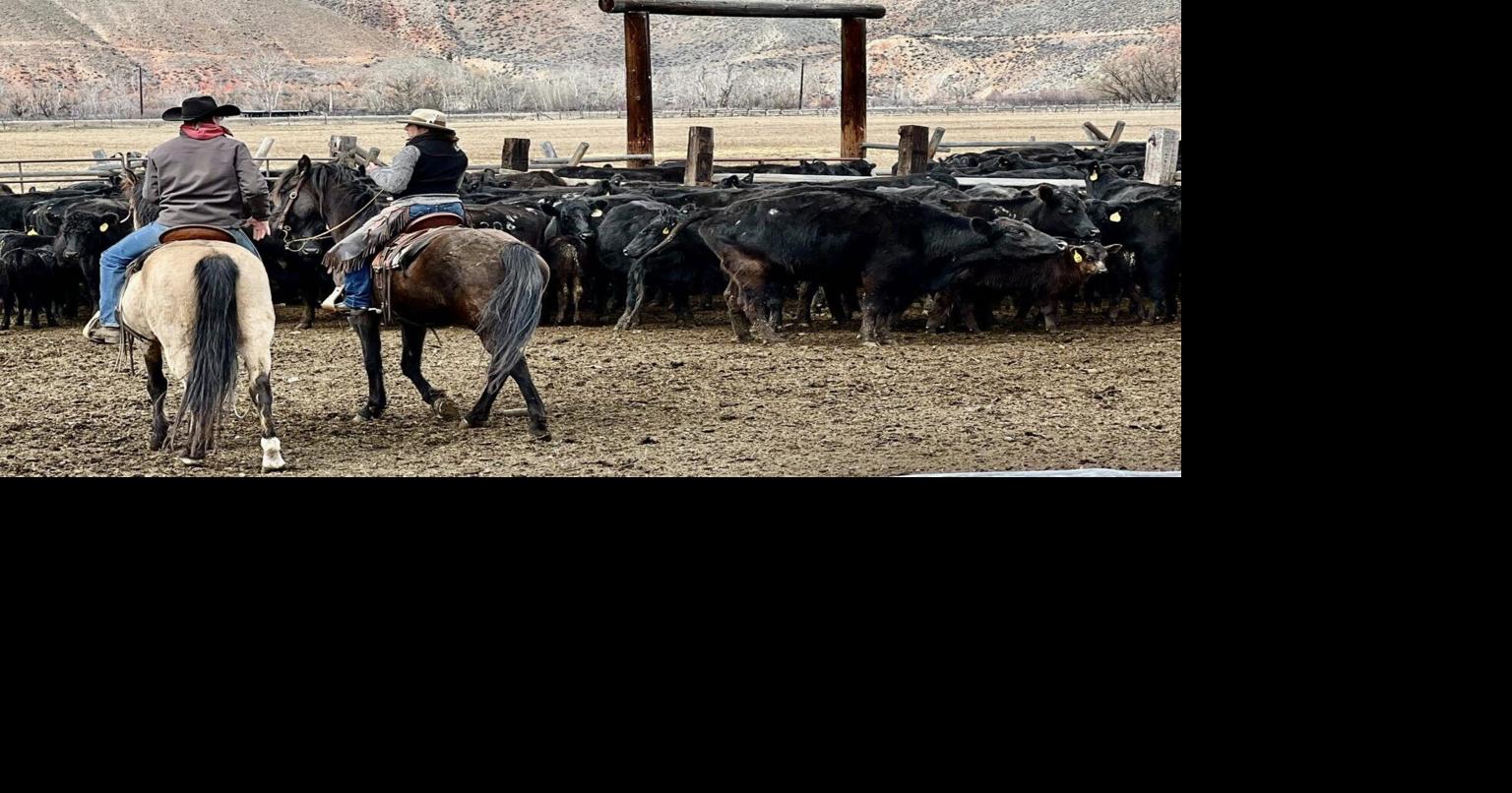 Cattle Battle: Wolves and livestock collide; one Idaho project offers solutions