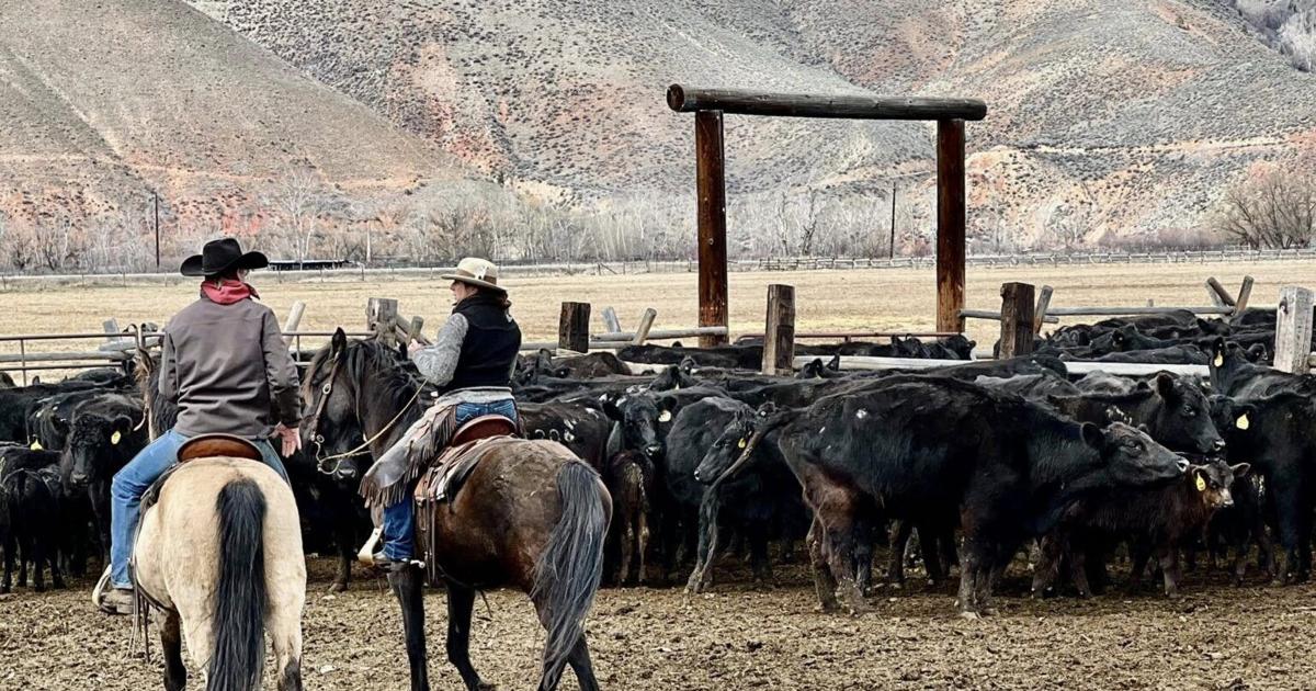 Cattle Battle: Wolves and livestock collide; one Idaho project offers solutions