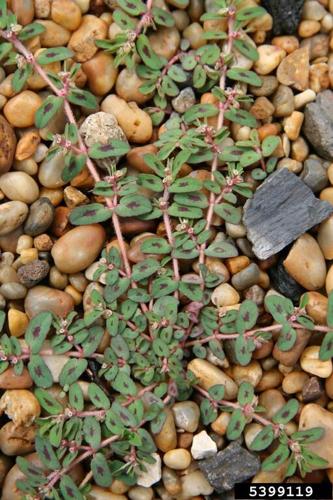 War on Weeds: Spotted Spurge | Farm & Ranch | postregister.com