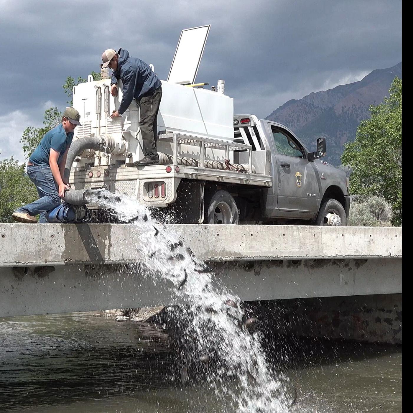 Thousands of fish stocked in Big Lost River
