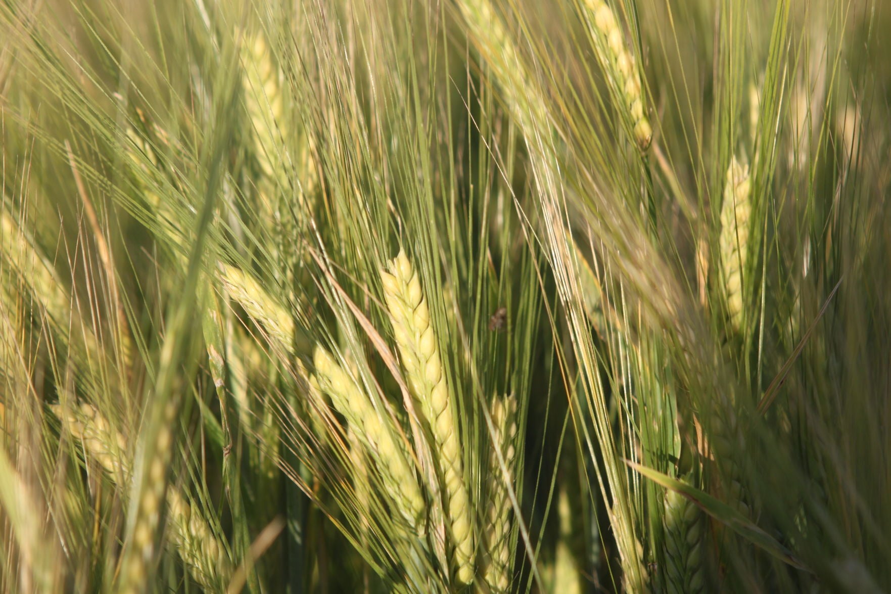 postregister.com - Sean Ellis Idaho Farm Bureau Federation - Constellation announces $100 million investment that includes Idaho farmers