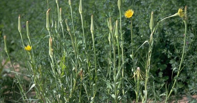 War on Weeds: Western salsify — Postregister.com