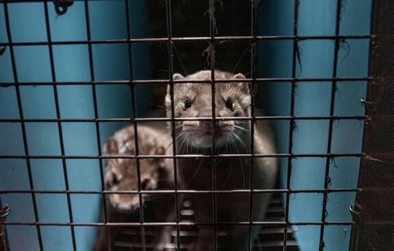 postregister.com - Nat Lash,
ProPublica - Bird flu raging on a Utah mink farm could spark a human pandemic, experts say. Officials won't act