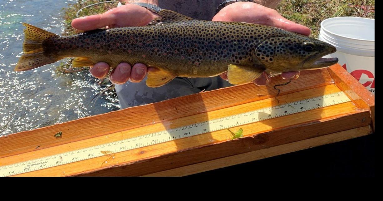 First Warm River fish survey in nearly 40 years offers some surprises ...