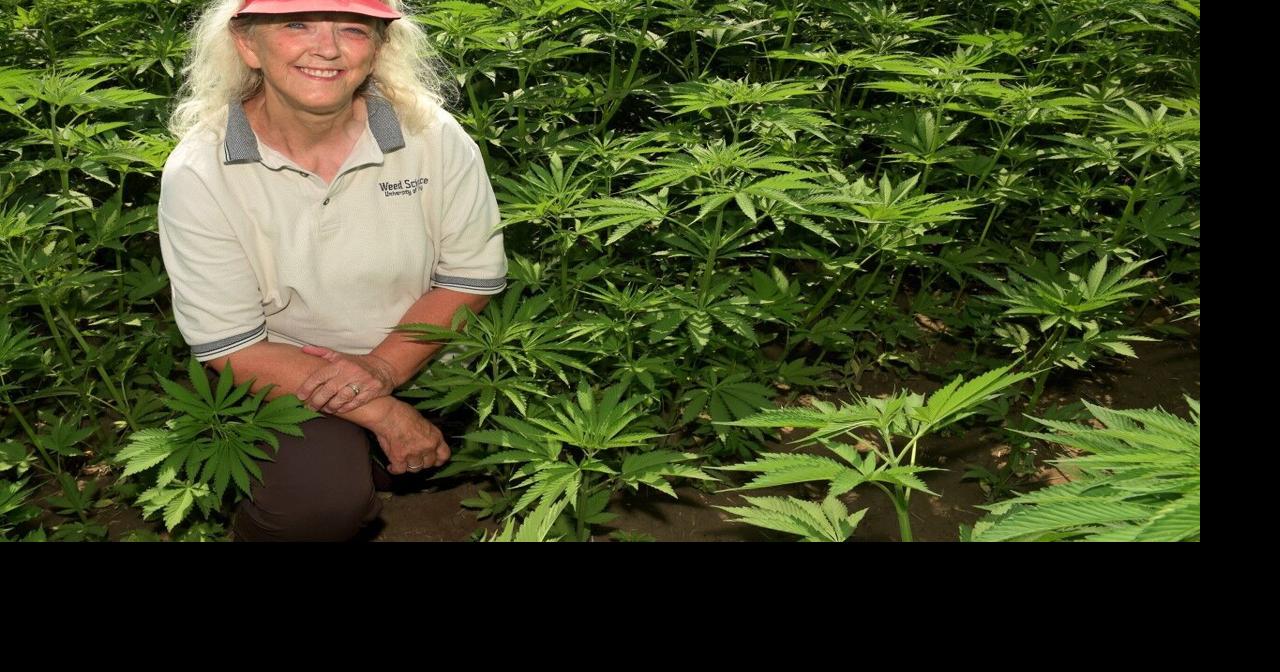 UI trials show Idaho’s potential for hemp production | Chronicle