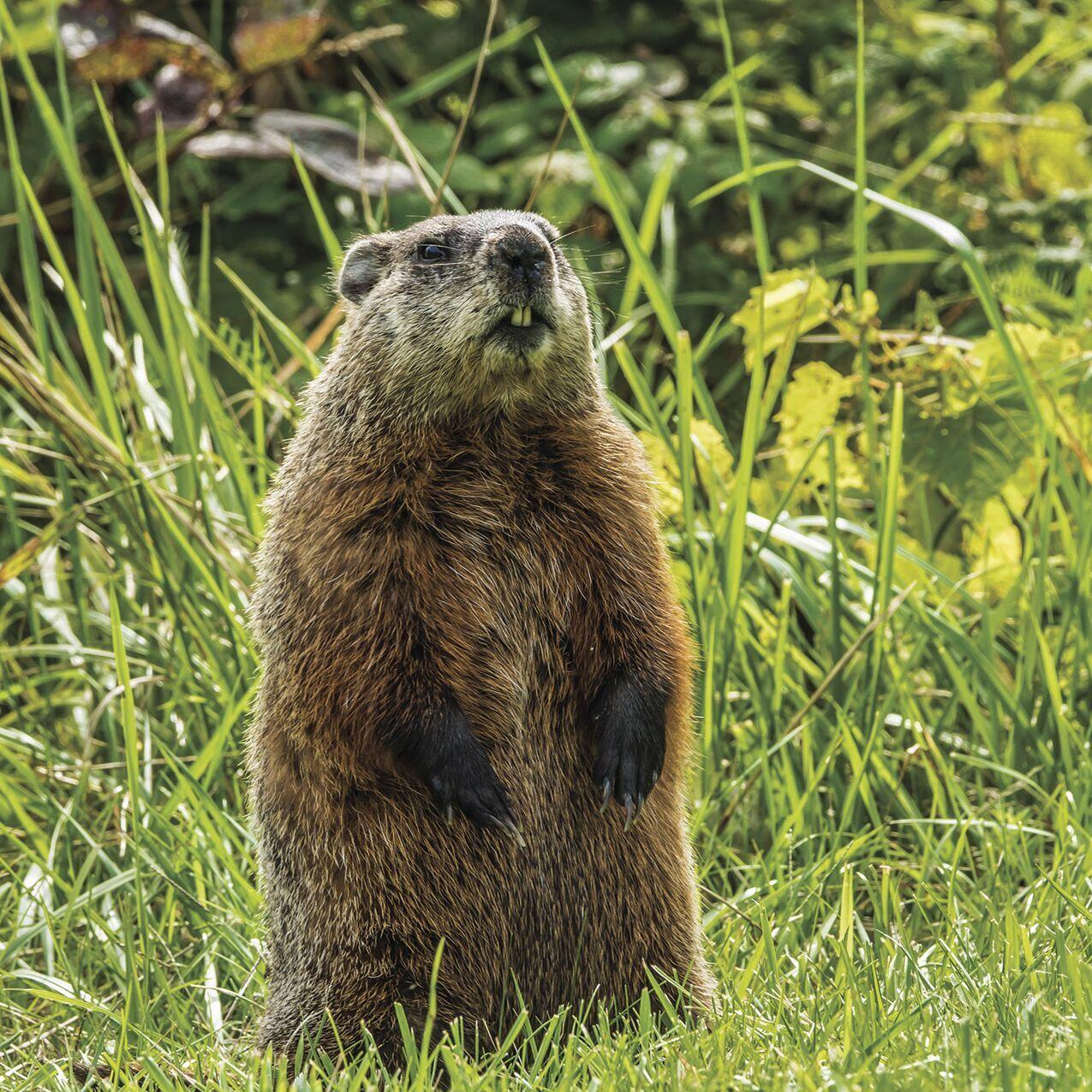 How To Keep Groundhogs Out Of Garden | Fasci Garden