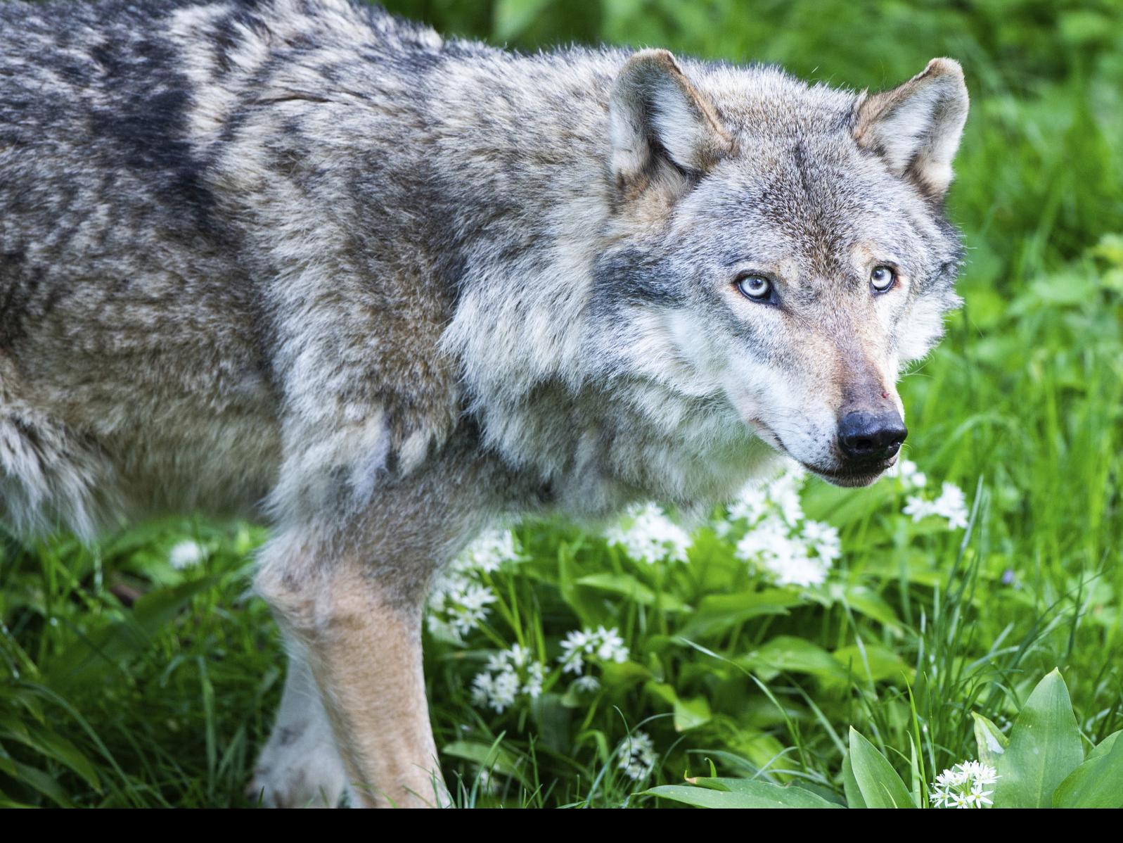 The Return Of The Wolf Wild Cubs Born In The Netherlands Livestock Postregister Com