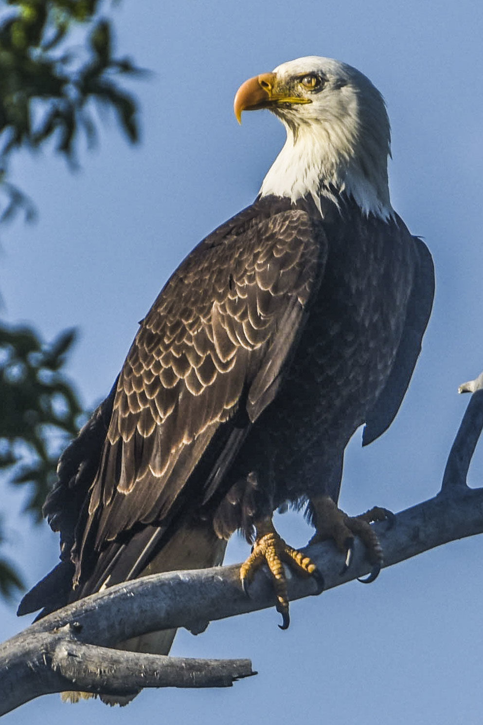 When a bald eagle needed fish to fly again, North Texans supplied