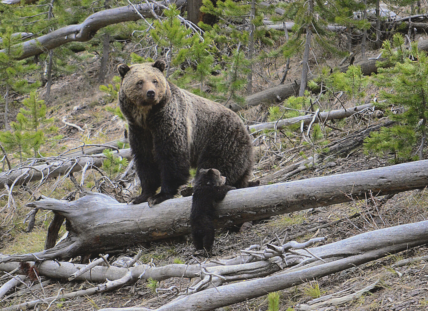 Hunter Shoots Grizzly Bear In Self-defense Near Henrys Lake | Local ...