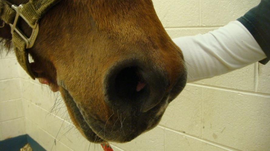 Treating a pony to prevent “Heaves” equine asthma | Farm & Ranch ...