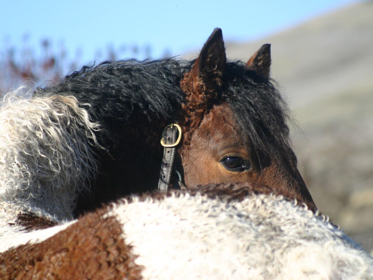 HER, How the Appaloosa escaped extinction