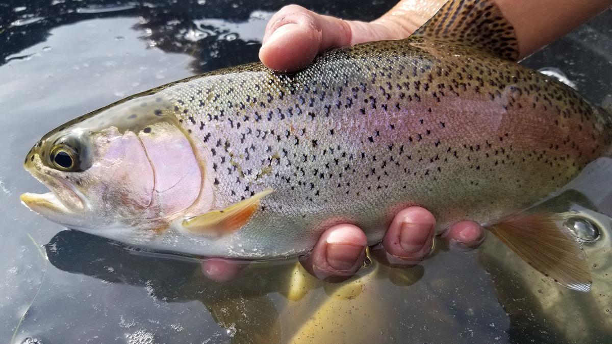 Big Trout Numbers Found In Recent South Fork Survey Local News Postregister Com