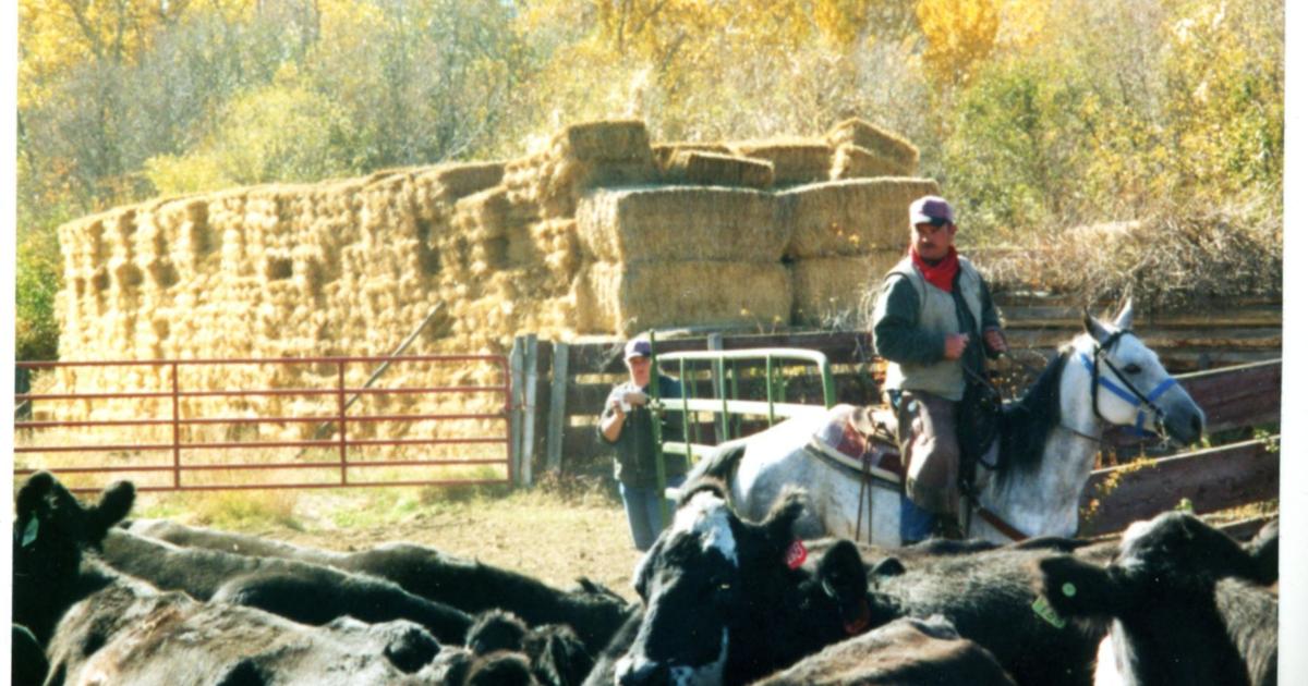 Barnyard Strategy Barnyard Basics: Culling strategies | Columnists | postregister.com