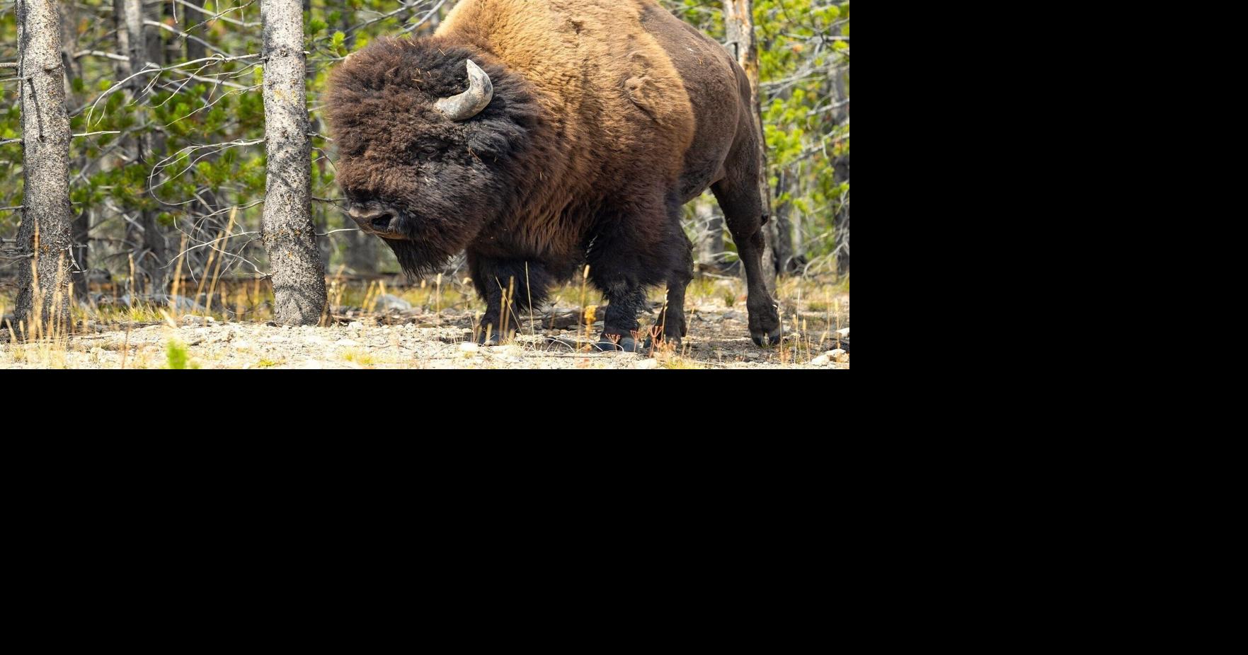 Yellowstone confirms that bison attack sent 65-year-old man to the hospital