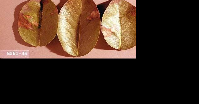 The Bug Box: Pear psylla - Vimarsana News