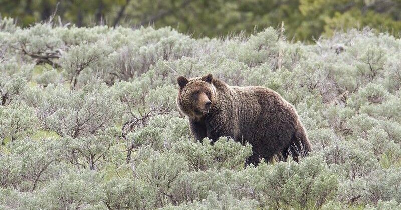 Cabinet Mountains grizzly work helped shape North Cascades proposal - Vimarsana News
