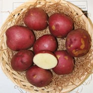 Red Potato Varieties