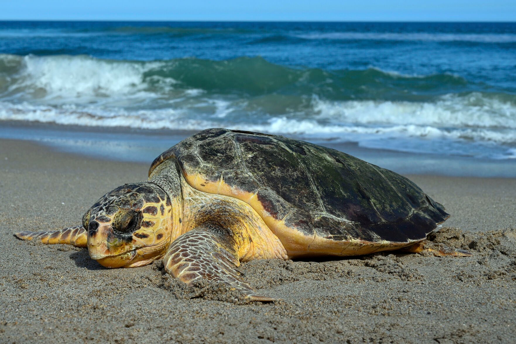 Sea Turtle Nests Break Records On US Beaches, But Global Warming ...