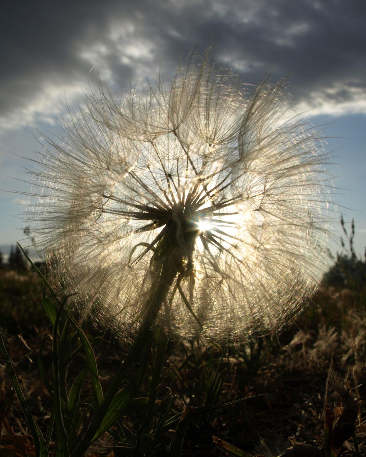War On Weeds Western Salsify War On Weeds Postregister Com