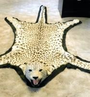 Snow leopard rug holds special place at museum