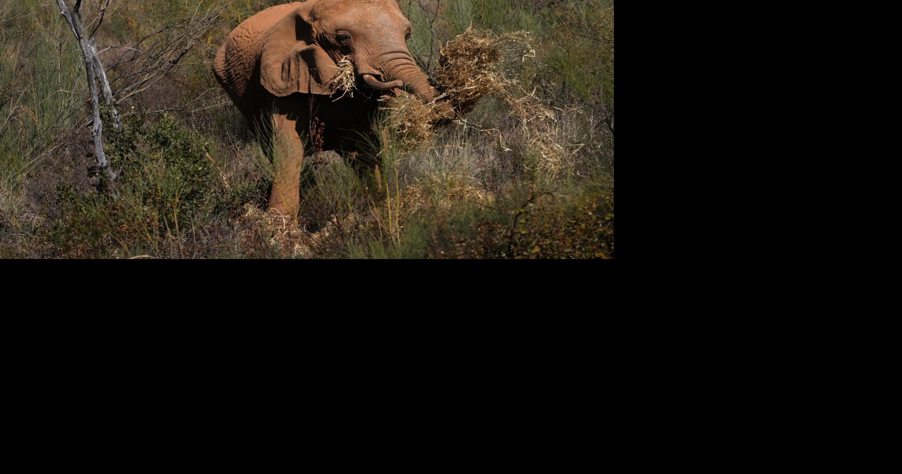 Portugal Elephant Sanctuary | World News | postregister.com