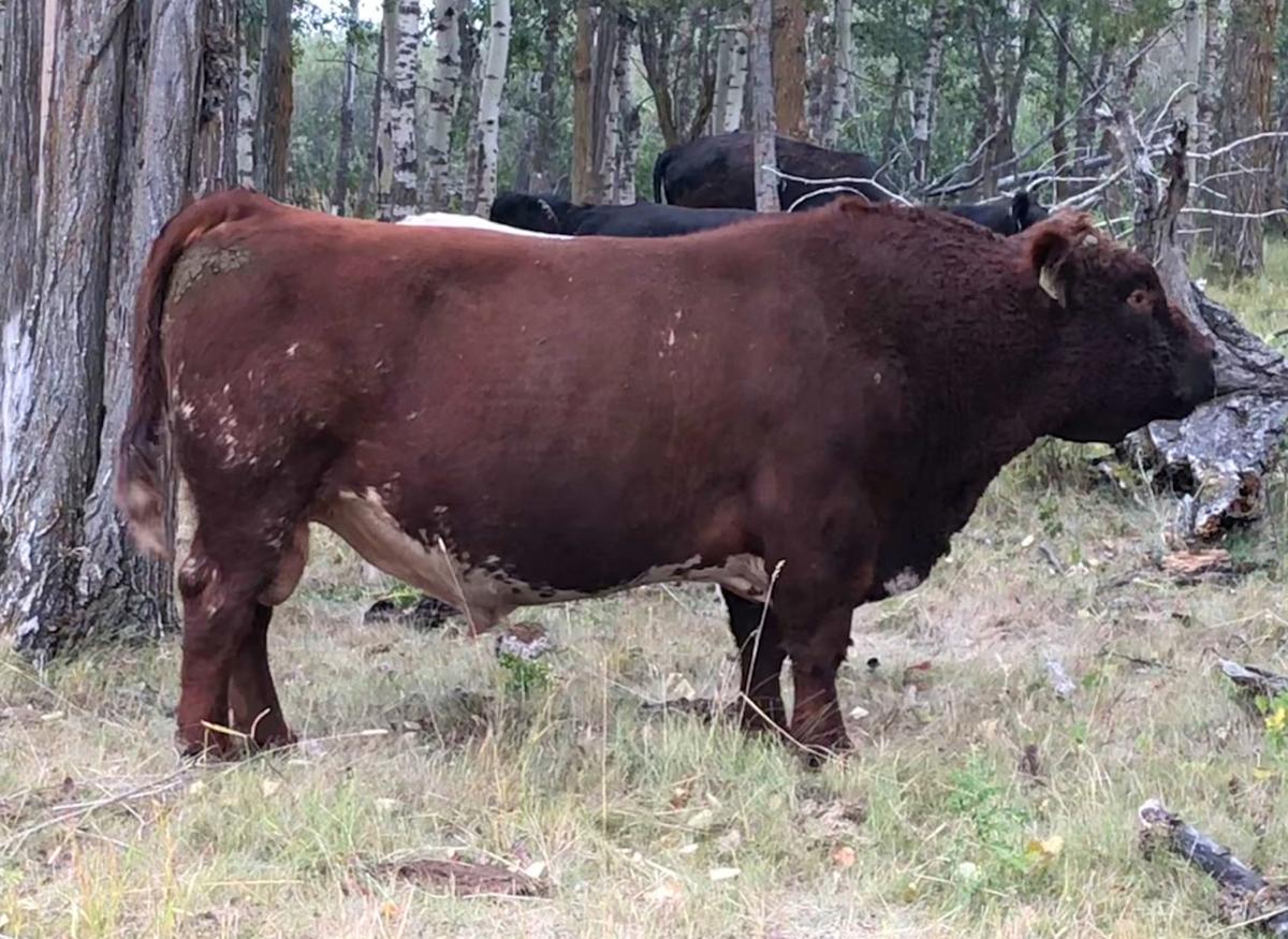 Barnyard basics Luing cattle a hardy and efficient breed Barnyard