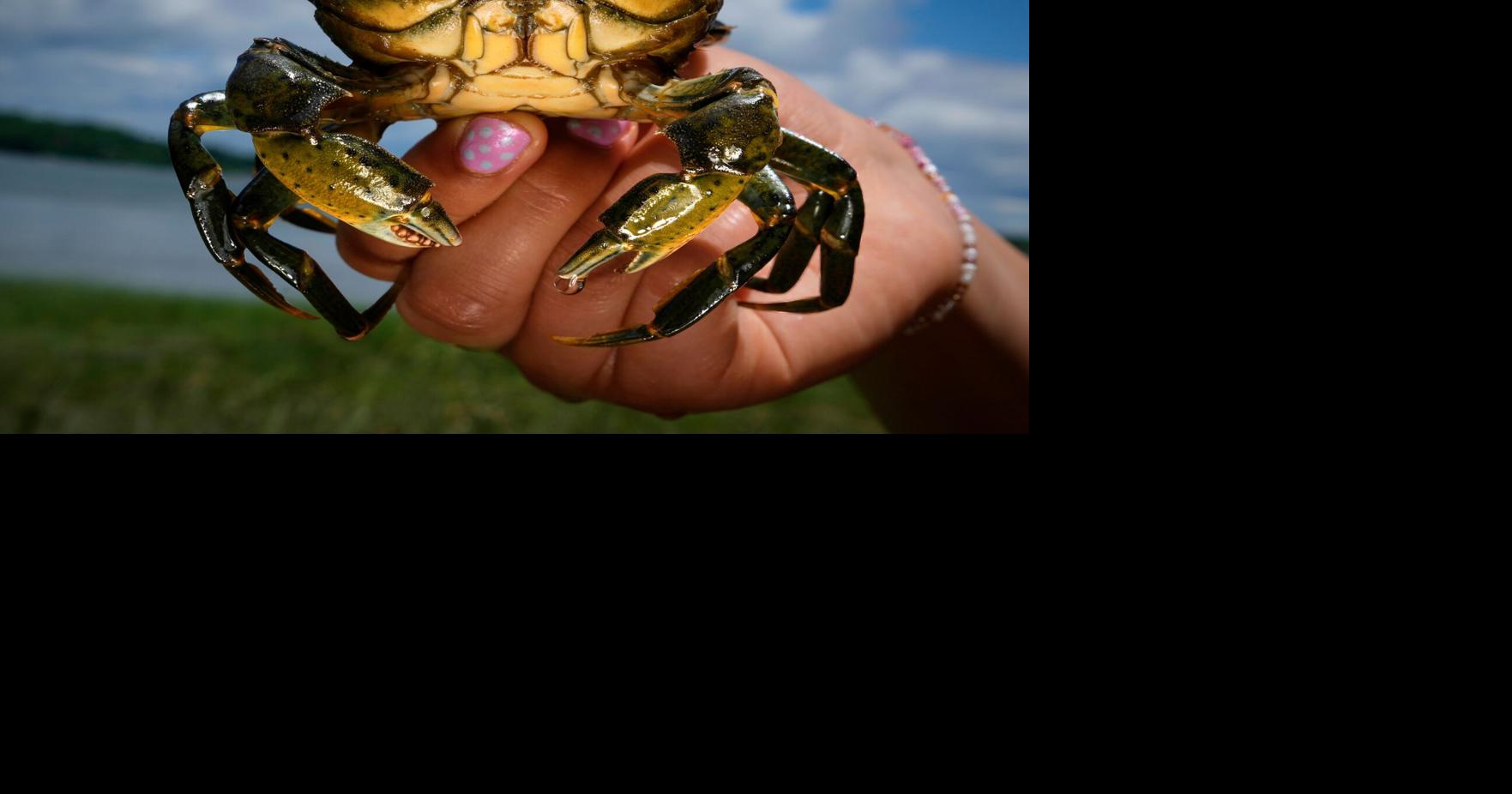 APTOPIX Invasive Species Green Crabs