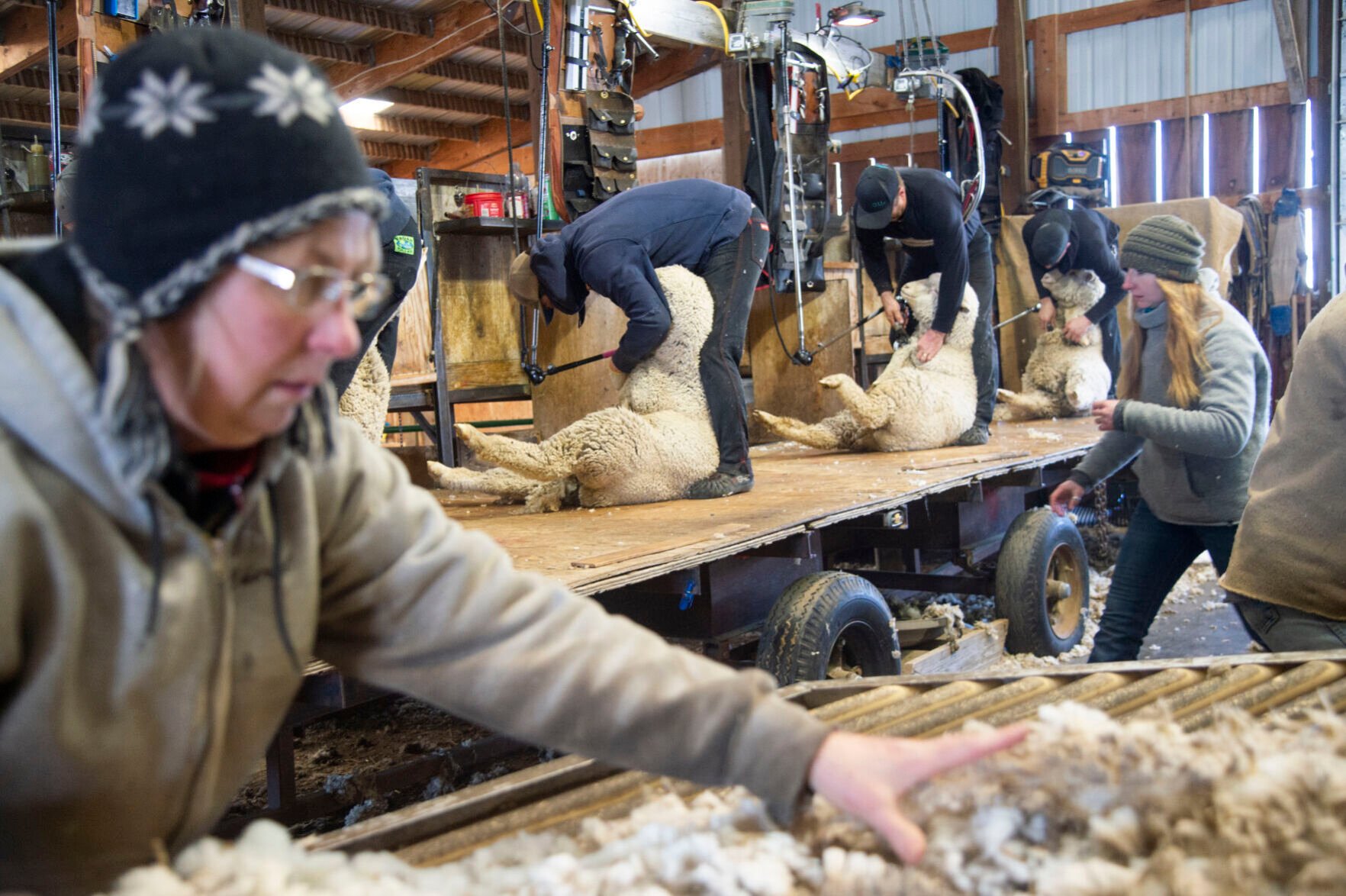 Sheep shearing at Helle Ranch | | postregister.com