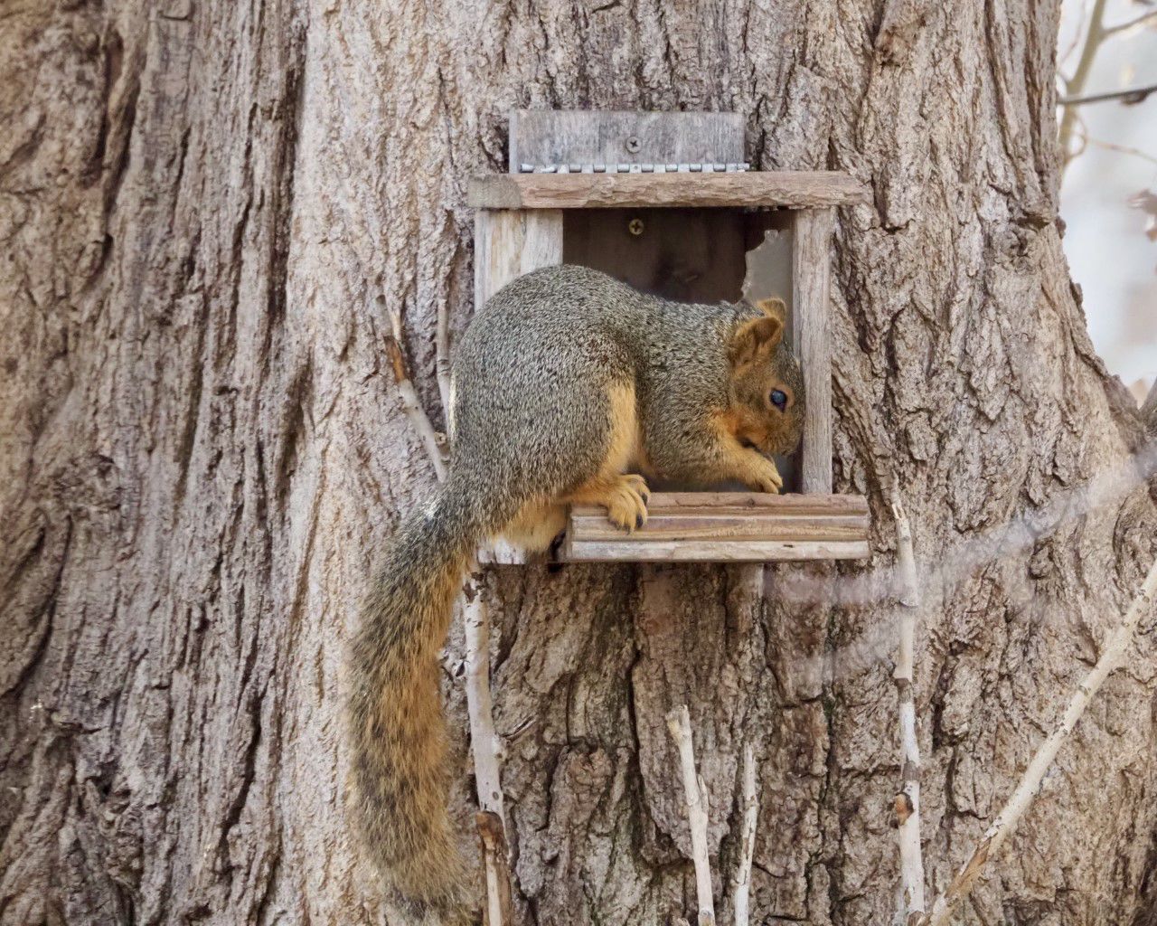 Connelly Fox Squirrels Backyard Entertainers Or Hoodlums Chronicle Postregister Com