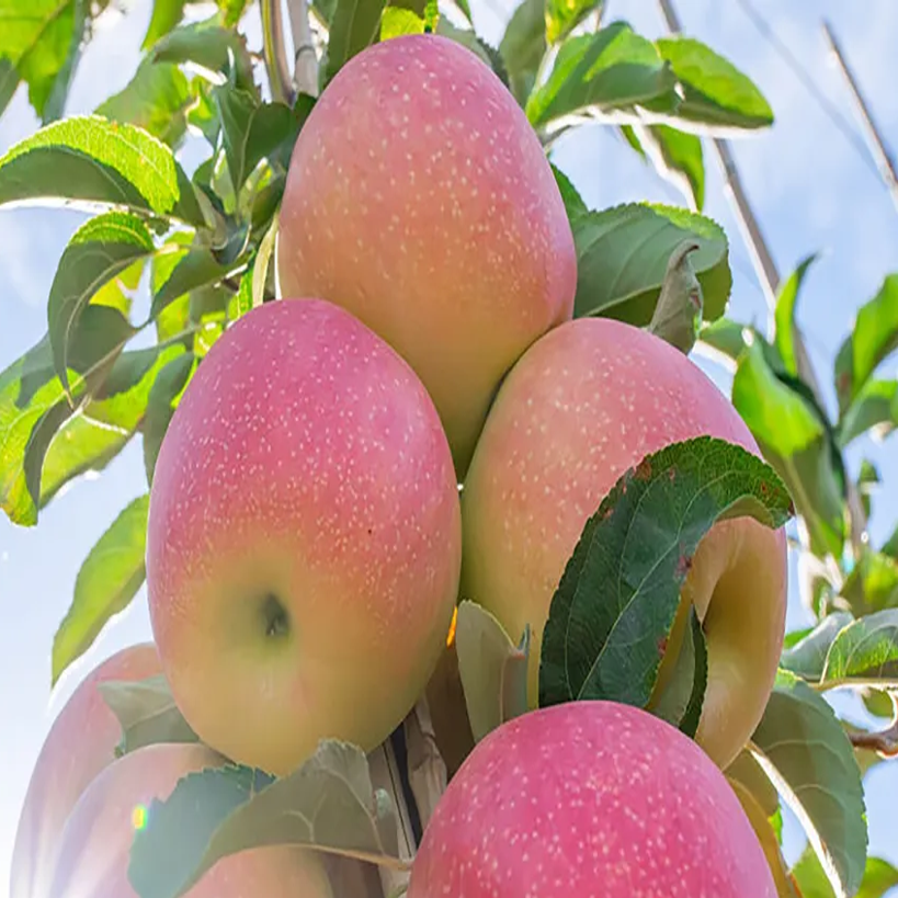 Sunflare chosen as WSU's newest apple | | postregister.com