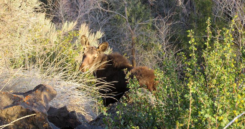 Rock climbing with a moose | Outdoors | postregister.com