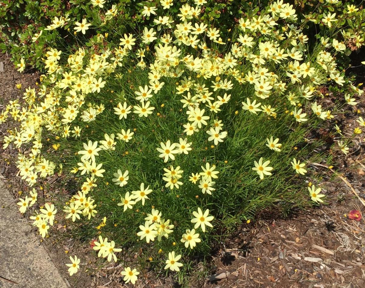 Plant Perennial Flowers To Give Your Landscape Some Color