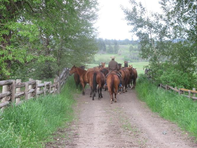 Douglas Lake Cattle Company is a historic ranch with modern management ...