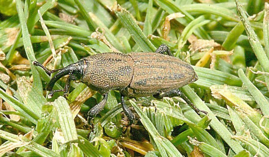 Kudzu Bug – Control Organically  Walter Reeves: The Georgia Gardener