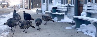 turkeys photo 11.18.jpg