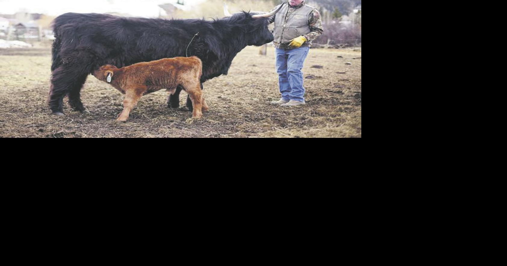 Ranch specializes in Scottish Highland cattle | Regional | postregister.com