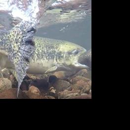 Lemhi River redd counts show promise | Sports | postregister.com
